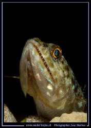 Smile Little Lezard Fish..... :O) ...... by Michel Lonfat 